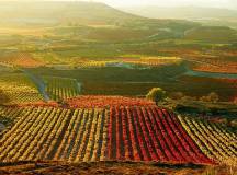 Rioja vineyards patchwork