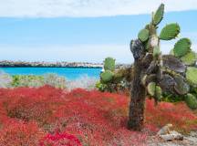 Galapagos: In Darwin’s Footsteps