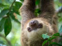 Sloth in the Costa Rica jungle