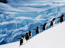 Antarctic Explorer via Buenos Aires