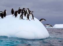 Penguins, Antarctica