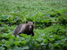 Carpathian Walking & Bears
