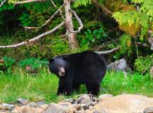 Whales & Bears of British Columbia