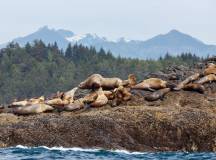 Whales & Bears of British Columbia