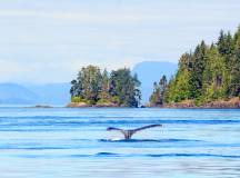 Whales & Bears of British Columbia