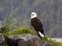 Whales & Bears of British Columbia