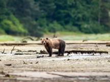 Bear in Canada