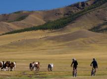 Horses and cyclists in Mongolia