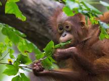 Orangutan in the jungle of Borneo, Malaysia