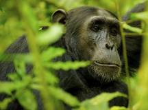 Chimpanzee in the jungle, Uganda