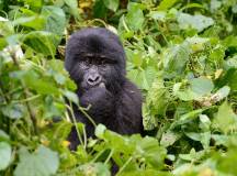 Gorilla Trekking Trips