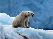 Polar Marine and Wildlife