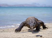 Komodo Dragon in Komodo Island National Park, Indonesia