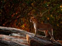 Leopard in Yala National Park, Sri Lanka