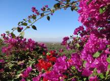 Wild flowers in the Anti-Atlas Mountains