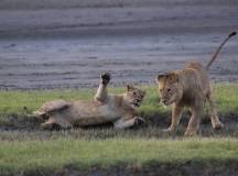 Lake Nakuru