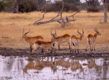 Wildlife & Wilderness of Botswana