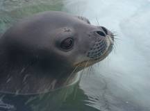 South Georgia and Antarctic Peninsula: Penguin Safari