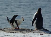 South Georgia & Antarctic Peninsula: Penguin Safari via Buenos Aires