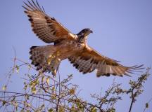 Wildlife & Wilderness of Botswana