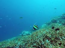 Marine Wildlife of the Maldives