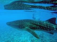 Marine Wildlife of the Maldives