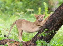 Botswana & Zimbabwe Lodge Safari