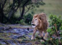 Kenya Photographic Safari with Paul Goldstein – Premium Adventure