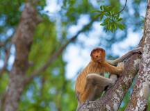 Borneo Wildlife Family Holiday