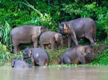 Borneo & the Malaysian Peninsula