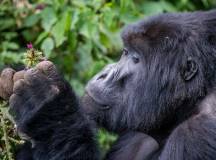 Gorillas & Masai Mara – Camping Reverse