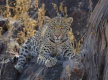 Leopard in Botswana
