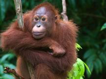 Indonesia, Borneo - Young Orangutan sitting on the tree, Malaysia