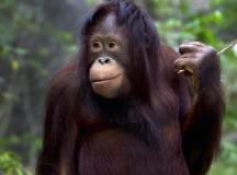 Orang-utan