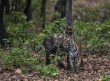 India Tiger Safari