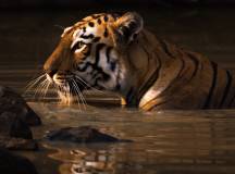 Bengal tiger with catchlight in water hole - Nick Dale