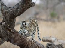 Leopard in a tree