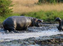 Gorillas & Masai Mara – Camping