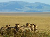 Gorillas & Masai Mara – Camping