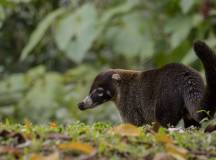 Wild Costa Rica – Premium Adventure