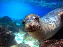 Galapagos Voyage: Back in Time – Premium Adventure