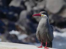 Galapagos: In Darwin’s Footsteps