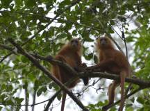 Borneo Wildlife Discoverer