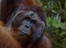 Borneo Wildlife Discoverer