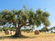 Self-Guided Cycling through Baroque Sicily