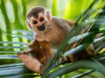 Squirrel Monkey in the Amazon Rainforest