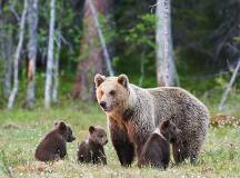 Alaska Wildlife & Wilderness