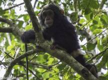 Chimps & Gorillas of Uganda