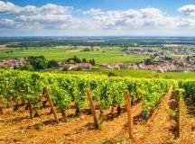 burgundy-vineyards