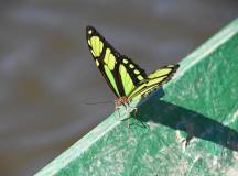 Amazon Rainforest Extension (Post-tour, from Lima)